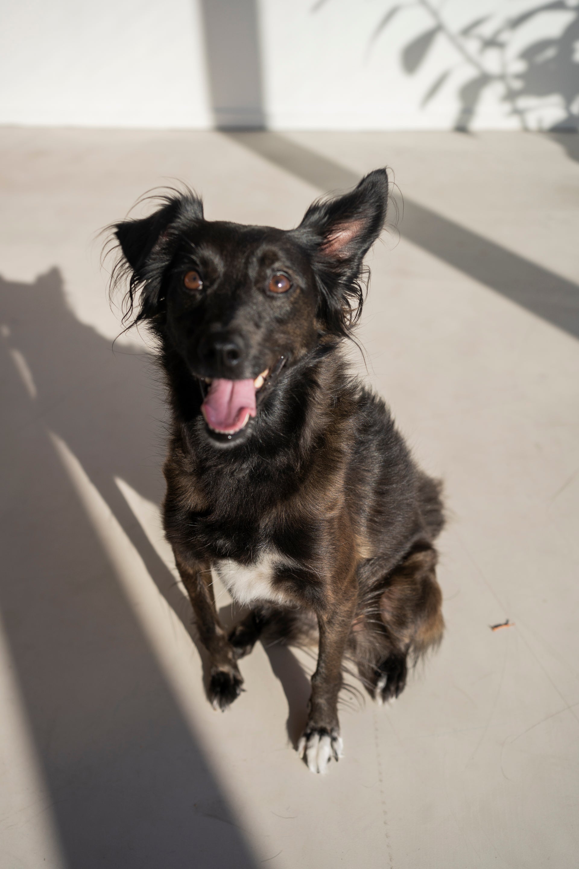 Meet Lola: The sweet and sassy rescue