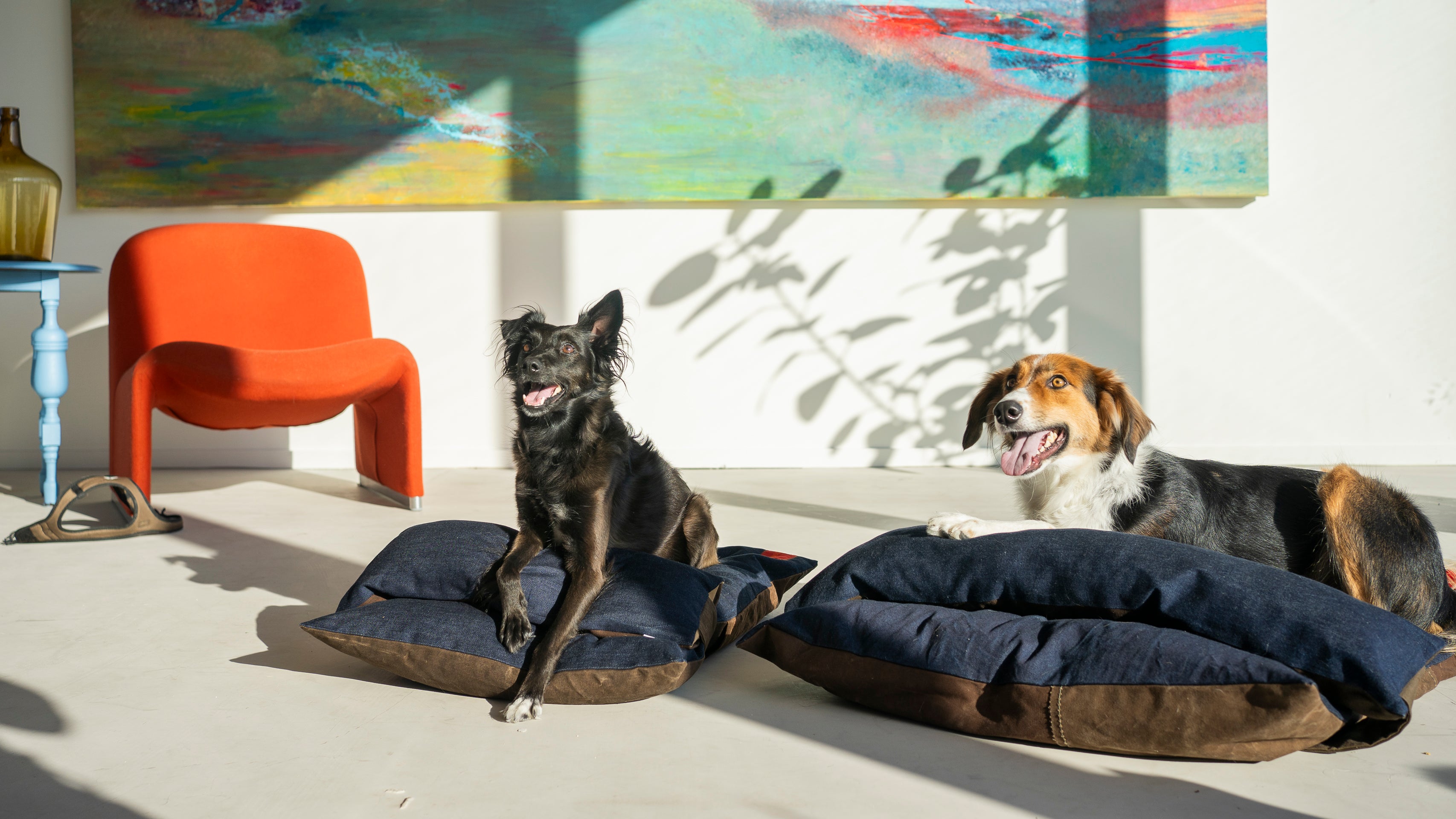 Why dogs love our denim dog beds