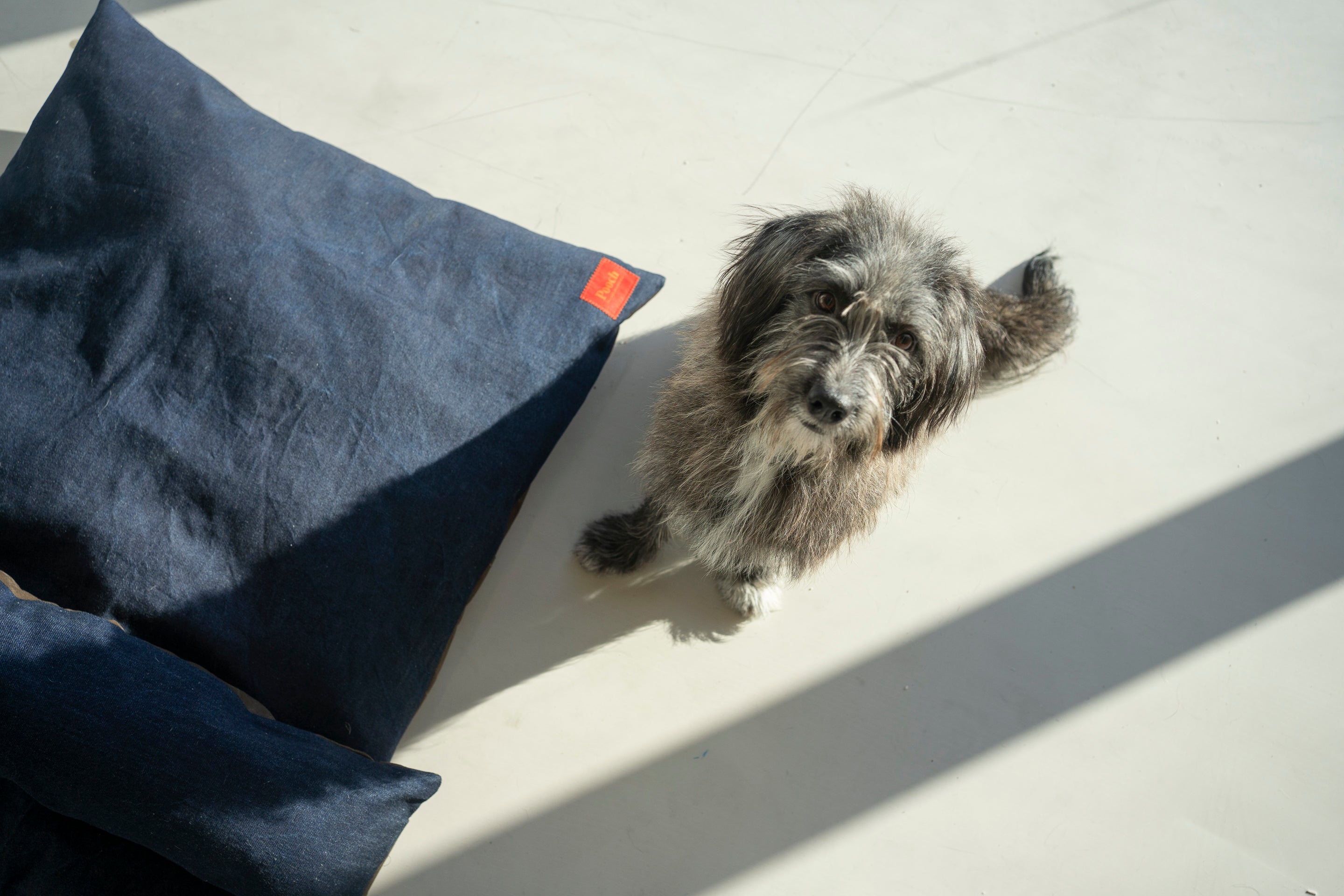 Polly: A shy pup with big dreams