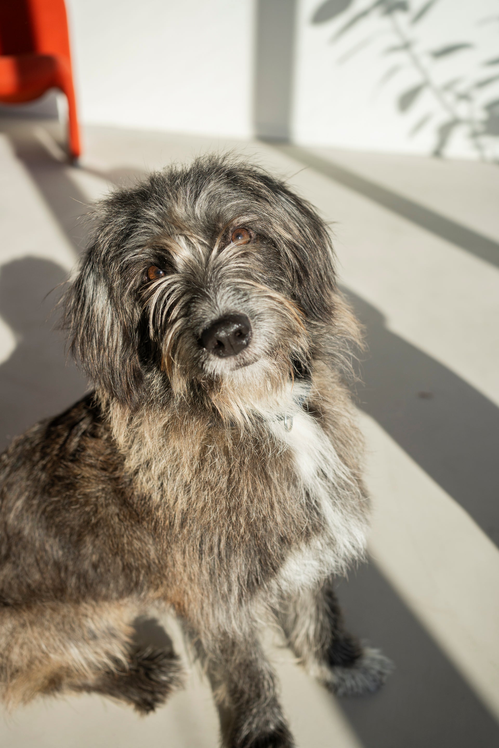 The adoption story of Polly