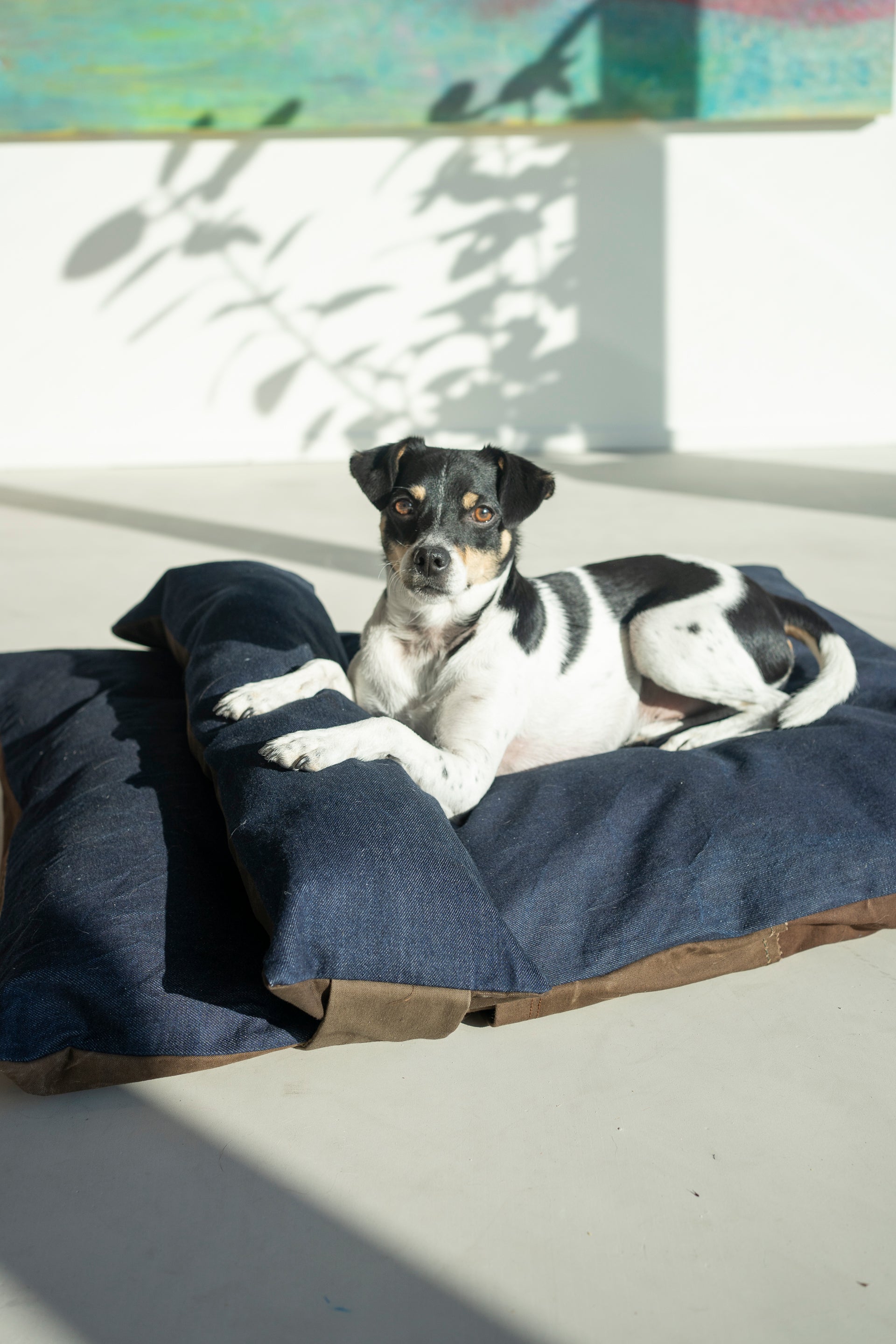 Frenkie: The speedy boerenfox who loves a good picnic