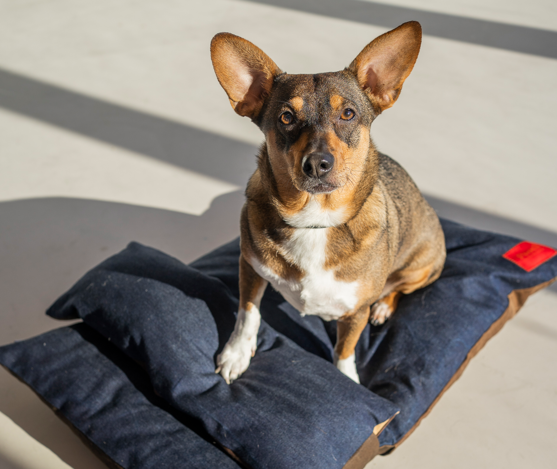 Stella: Big ears, bigger heart